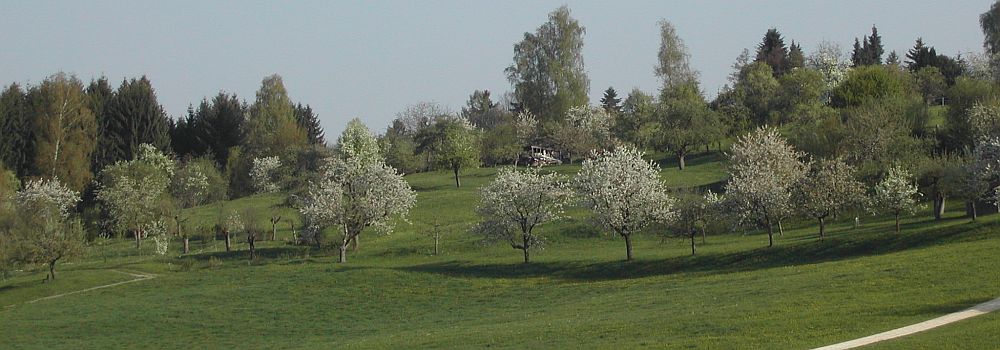 Fruit trees in spring