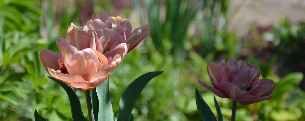 moving-rehoming-tulips-salmon