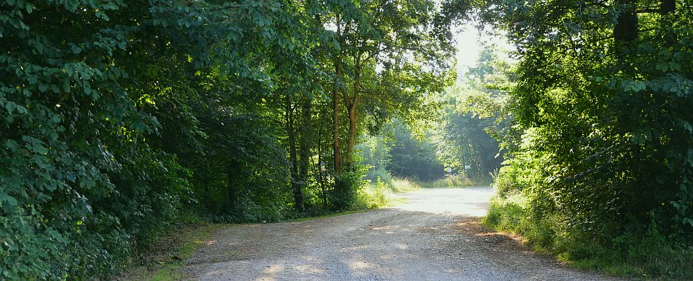 Forest near Wäscherschloss in summer