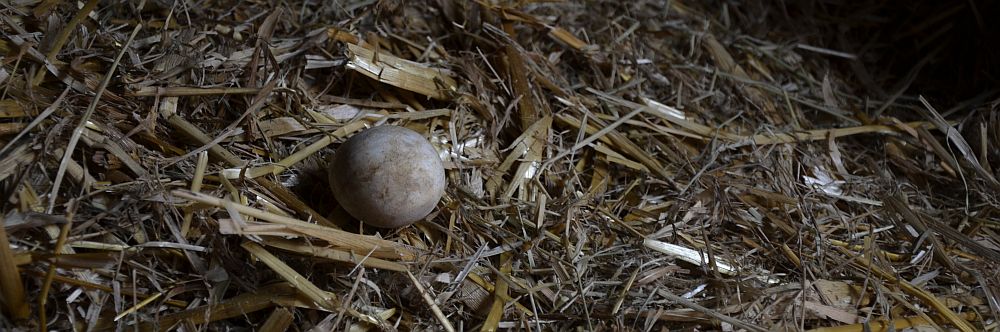 Paper-weight egg found in the old straw
