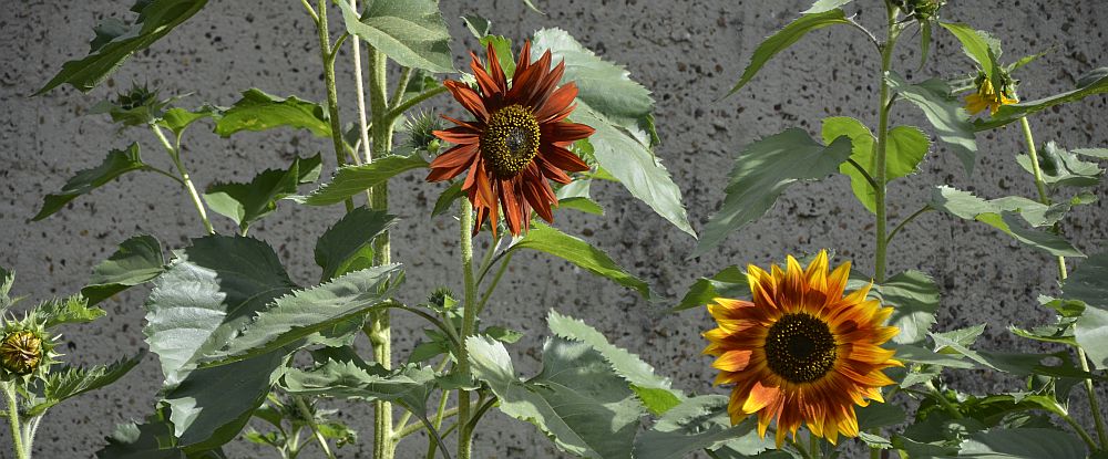 sunflower-bronze